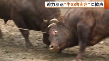 闘牛が激しくぶつかり合う“牛の角突き”に歓声！大人数で綱を引っ張るも…「こんなに大変なんだと」　新潟・長岡市