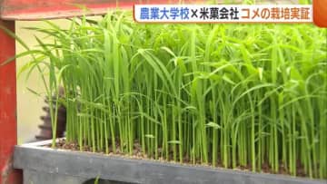 農業大学校と米菓会社が連携　米菓用の米の栽培へ田植え始まる「おいしい原料米を作りたい」　新潟