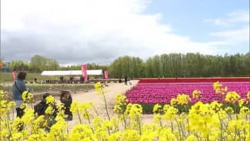 菜の花との共演は圧巻！800種類・80万本の“チューリップ”咲き誇る♪色とりどりの花が訪れた人を魅了 新潟・胎内市