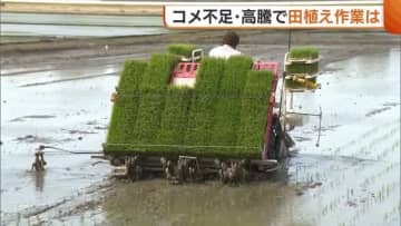 米不足の中“田植え”に変化？加工用米作らず全て“主食用米”に切り替え 販売価格上昇には喜びの声も「これまでが安すぎた」新潟