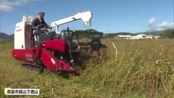 岡山県内最大のソバの産地　真庭市蒜山地域でソバの収穫作業が最盛期を迎える【岡山・真庭市】