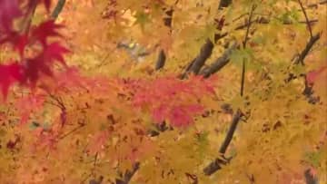 ようやく秋の気配…県北の恩原湖周辺で紅葉見頃　猛暑と少雨の影響で色付き遅れ【岡山・鏡野町】