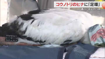 まんのう町で４月に誕生のコウノトリのひなに足環を装着　２羽とも体長約７５センチと元気よく成長【香川】