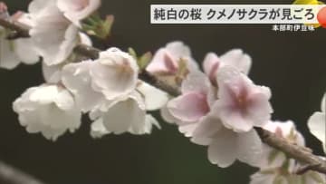 本部町で純白の桜！クメノサクラ祭り開催中