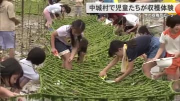 海の幸・アーサが収穫のピークを迎える　琉大附属小学校の児童たちが刈り取り作業