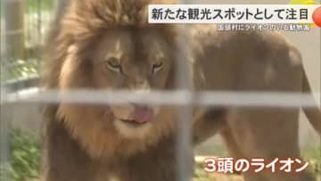 ふれあいがコンセプトの動物園「やんばるライオン」　新たな観光スポットとして注目