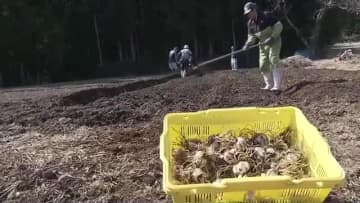 コロナ禍で閉園「一迫ゆり園」６月再開へ　球根植え付け作業始まる〈宮城〉