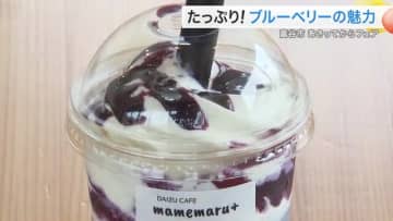 富谷産ブルーベリーの魅力満載！　ひんやり甘酸っぱい飲むスイーツなど　スイーツフェア開催へ〈宮城〉