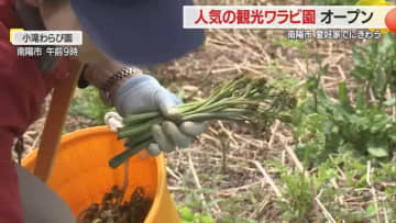 【山形】急斜面も何のその！　ぬめりの強いワラビが人気の観光ワラビ園オープン・ことしは大豊作か　南陽市