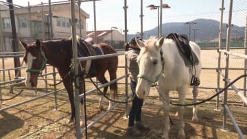 引退競走馬の厳しい現実…寿命全うは1％ 次のステージあるのは一握り「まだまだやれる」馬のセカンドキャリアを支援