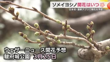 日本初のアプリ”桜AI開花予想”って？　つぼみの生長状態を7段階で判定　13日の静岡県内は4月上旬から下旬並みの春の陽気