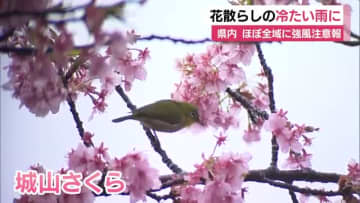 静岡県内は風の強い1日　花散らしの冷たい雨に