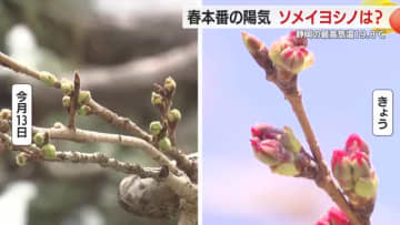 韓国からの観光客もビックリ…静岡市清水区では最高気温20℃超　ソメイヨシノの開花はまだ先か