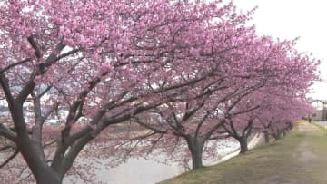 地元では“葵桜”の名で親しまれる…愛知県岡崎市の乙川河畔で河津桜が見頃に 約600mにわたり86本植えられる