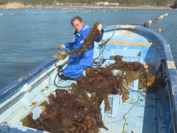 地元ではしゃぶしゃぶ等に…ワカメに似た海藻『ヒロメ』の収穫作業が最盛期 海面に種づけしたロープ張り養殖