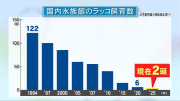 ピークの122頭から今は鳥羽の2頭だけに…『水族館のラッコ』減少の理由 1998年にはアメリカが輸出を禁じる