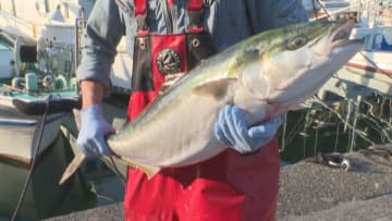 水揚げされたばかりの“春ブリ”を格安で…三重県尾鷲市で「ブリまつり」初夏の陽気のなか多くの人で賑わう