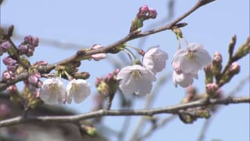 満開は4/3頃か…岐阜で桜の開花を発表 25日は最高23.3度と一番の暖かさ 名古屋は26日 津は31日の予想