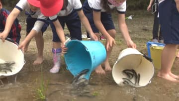 小学生や園児らが稚鮎約8000匹を放流 川の浅瀬を泳ぎ回ると子供達から歓声あがる 愛知県豊田市の矢作川