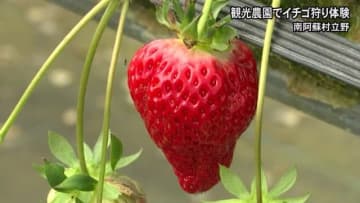 南阿蘇村の観光農園でイチゴ狩りを体験【熊本】