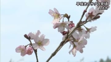 遅咲きのサクラが人吉市で見頃【熊本】