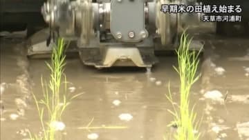 天草市では早くも早期米の田植え【熊本】