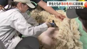 東海大学農学部の学生が羊の毛刈り実習【熊本】
