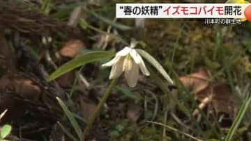 山間の集落に「春の妖精」イズモコバイモの白い花が可憐に…地域住民が育む（島根・川本町）