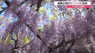 「圧巻…すごくきれい」住雲寺に甘い香り漂わせる「六尺フジ」見頃　３日から「藤まつり」開催（鳥取）