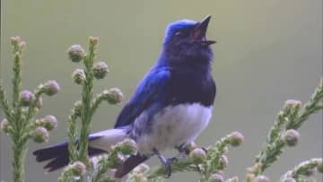 「オオルリ」など野鳥の貴重な瞬間　大山の豊かな自然の営み感じて…写真展開催（鳥取）