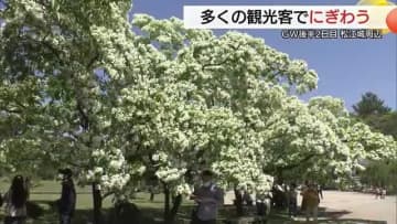 松江城山公園の愛称「ナンジャモンジャ」の花が見ごろ迎え観光客を魅了（島根・松江市）