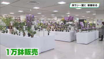 ランの競演　恒例の展示会開幕　純白色の新品種も登場