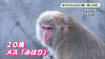 おサルさんも２０歳のお祝い　宇都宮動物園