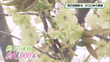 田植え時期に開花・黄緑色の花をつける「黄桜」２００本が見ごろ　宇都宮