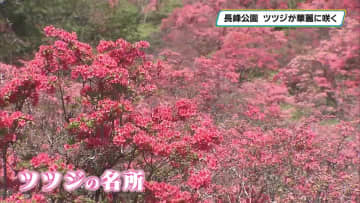 北関東有数のツツジの名所　矢板市の長峰公園でヤマツツジなど15種類のツツジが見頃を迎える