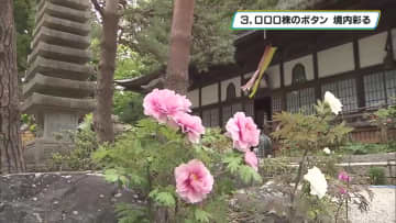 妙雲寺のボタンまつり