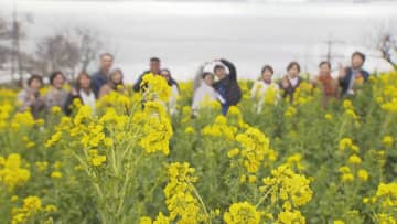 菜の花約３０万本が見ごろ　広島・福山市田尻町