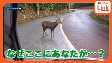 Youはなぜここに？ 野生では生息していないシカ 沖縄本島北部の道路にひょっこり出没　動物保護の専門家も驚き