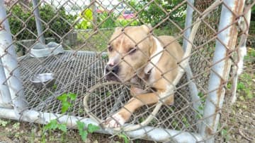 体長1メートルのピットブルが住宅地を徘徊　深夜に民家の飼い犬を襲いかみ殺す　住人は無事
