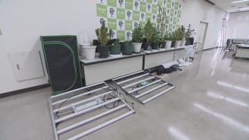 自宅で大麻草を栽培した疑い　20代男女を再逮捕　2月に所持容疑で逮捕　香川・丸亀市