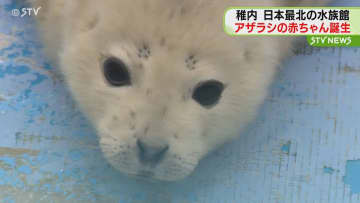 ゴマフアザラシの赤ちゃん　小さくてふわふわのうぶ毛　日本最北の水族館で誕生　北海道稚内市