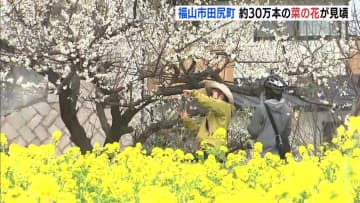 まるで “黄色い絨毯”　約30万本の「菜の花」が35アールの敷地に咲きほこる　3月末まで見ごろ　広島県福山市