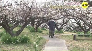 約1000本のウメ　花満開に　観光農園「満汐梅林」 広島・三原市