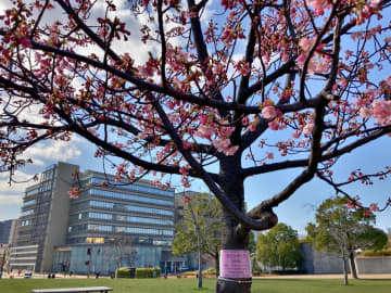 小倉エリアの桜の見どころは？　「令和7年版 こくらさくらまっぷ」完成【北九州市小倉北区】