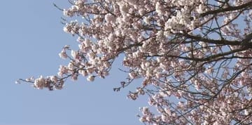 桜の開花予想は4月5日　平年より早い見込み《新潟》