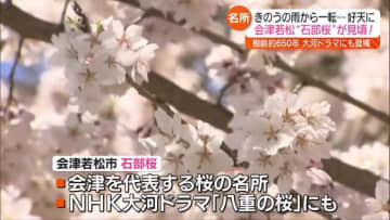 【大河ドラマ「八重の桜」オープニングにも登場】会津若松市の石部桜が咲き誇る・福島