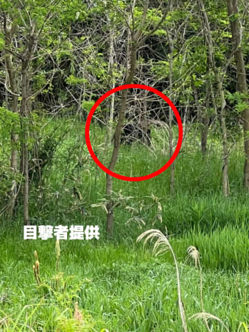 同じ熊ならJR福島駅近くへ移動か？福島市の市街地で熊の目撃情報