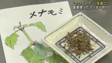 ホワイトデーを前に高校生が考案した薬草を使った「ホワイトチョコクッキー」作り