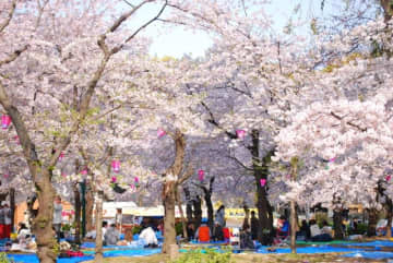 いくつ知ってる？「好きな桜の種類」といえば…圧倒的1位に「やはり日本の桜代表はこれ」の声