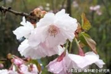 桜を通じて福島・東北等を応援する「さくらプロジェクト」福島で育てた桜「はるか」を神奈川県横浜市へ寄贈　～瀬谷本郷公園などへ植樹～